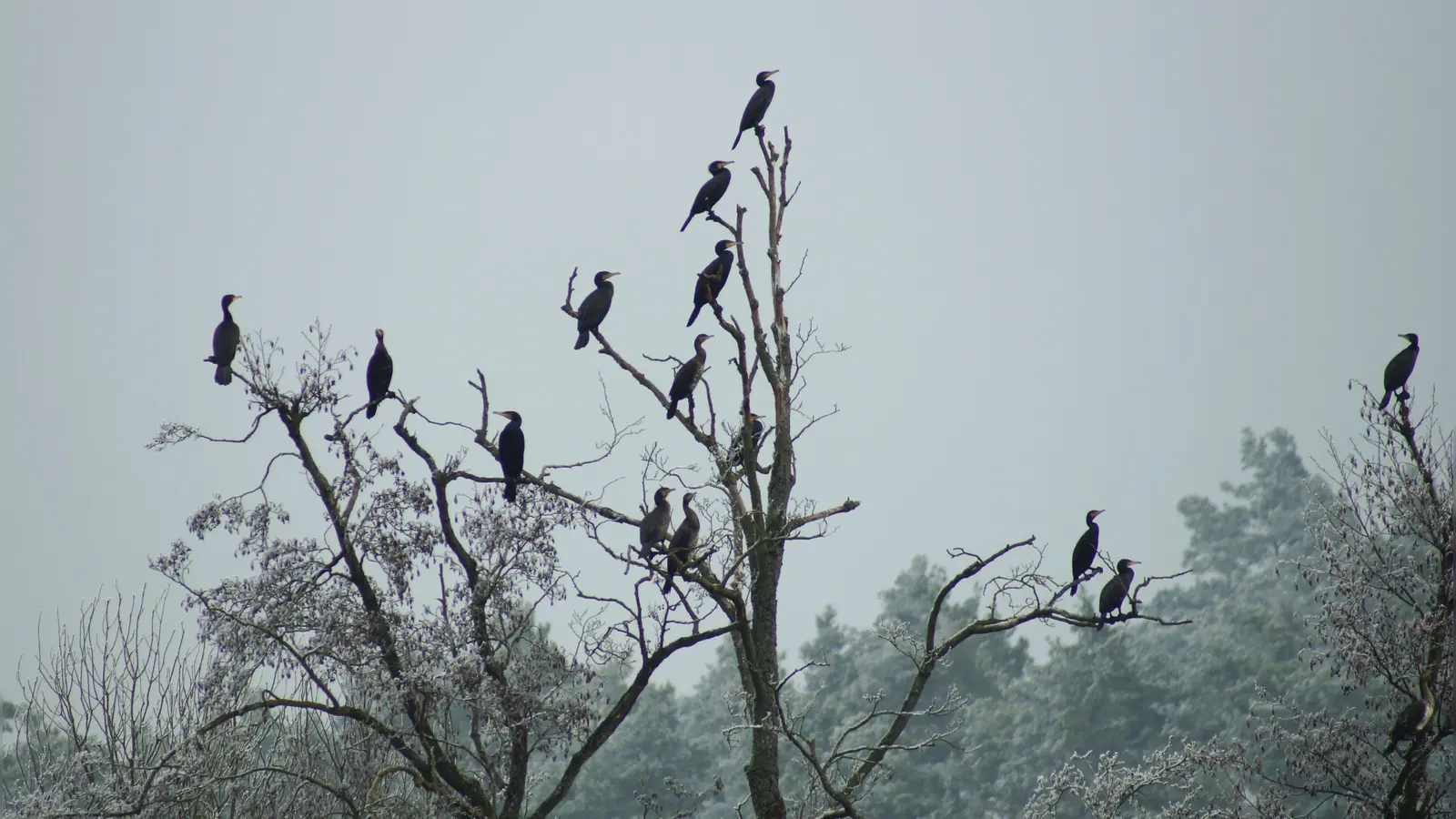 Kormorane an der Vils.  (Bild: Gerhard Doerfler)