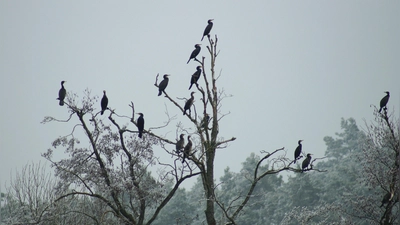Kormorane an der Vils.  (Bild: Gerhard Doerfler)