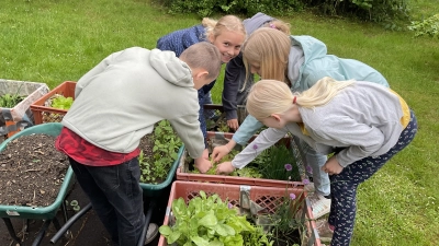 Kinder der GS Mähring beim Abernten der Bäckerkisten (Bild: Edith Bracke)