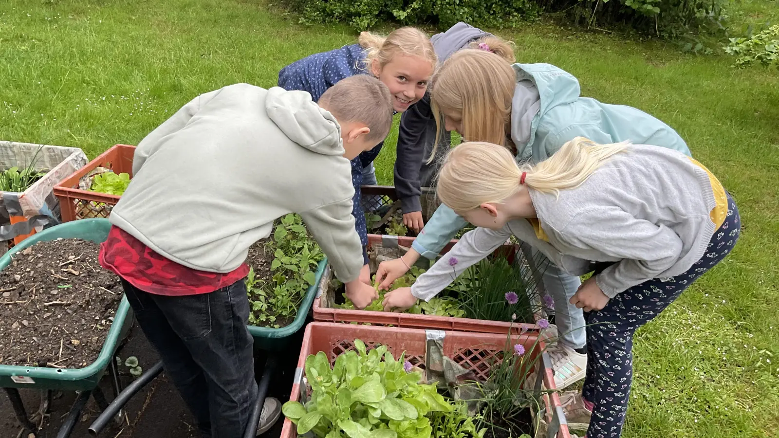 Kinder der GS Mähring beim Abernten der Bäckerkisten (Bild: Edith Bracke)