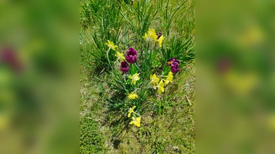 Eine „grüne” Idee: Die Gemeinde Schlammersdorf sammelt die Zwiebel der abgeblühten Blumen. (Bild: Gerhard Löckler)