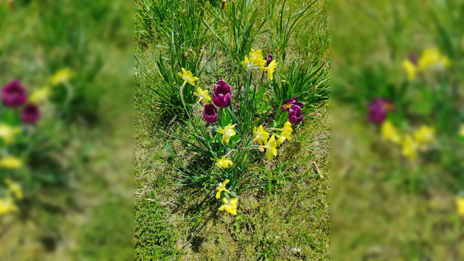Eine „grüne” Idee: Die Gemeinde Schlammersdorf sammelt die Zwiebel der abgeblühten Blumen. (Bild: Gerhard Löckler)