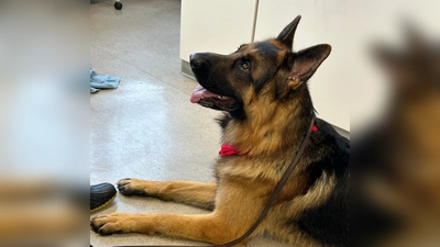 Schulhund Crimm (Bild: Anna Steinmüller, Christina Kurz)