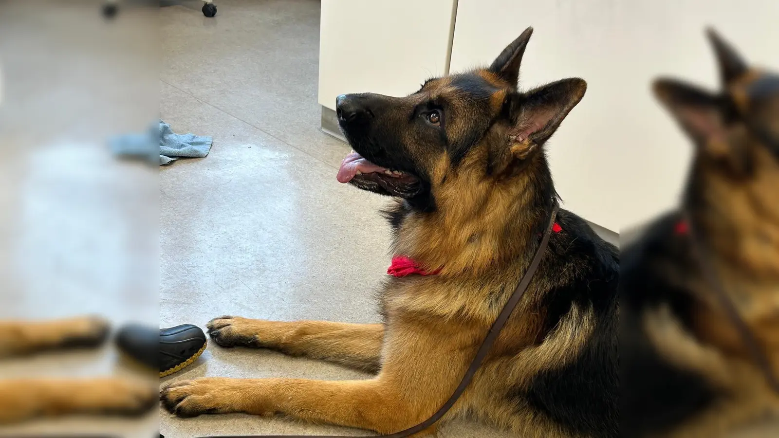 Schulhund Crimm (Bild: Anna Steinmüller, Christina Kurz)