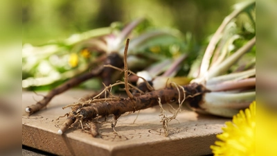 Whole dandelion plant with roots outdoors, close up. Ingredient for herbal medicine. (Bild: Madeleine Steinbach )