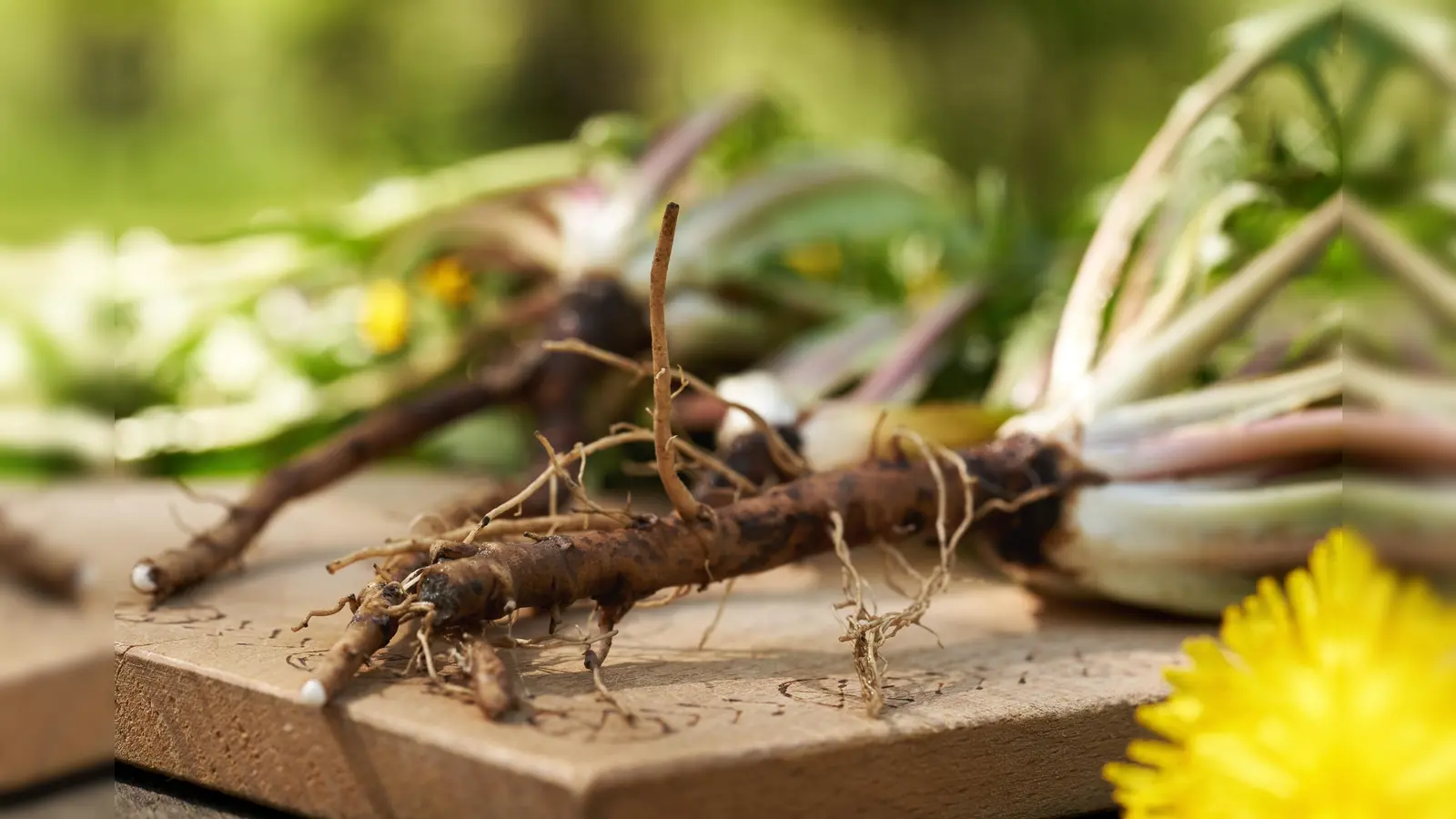 Whole dandelion plant with roots outdoors, close up. Ingredient for herbal medicine. (Bild: Madeleine Steinbach )