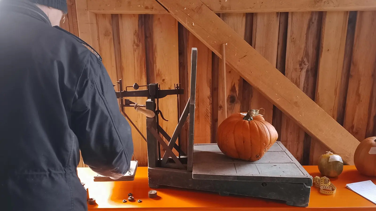 Kürbis auf dem Prüfstand (Bild: Gerda Högerl )