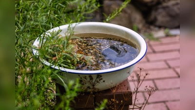 Wasserschale (Bild: Tanja Schedl)