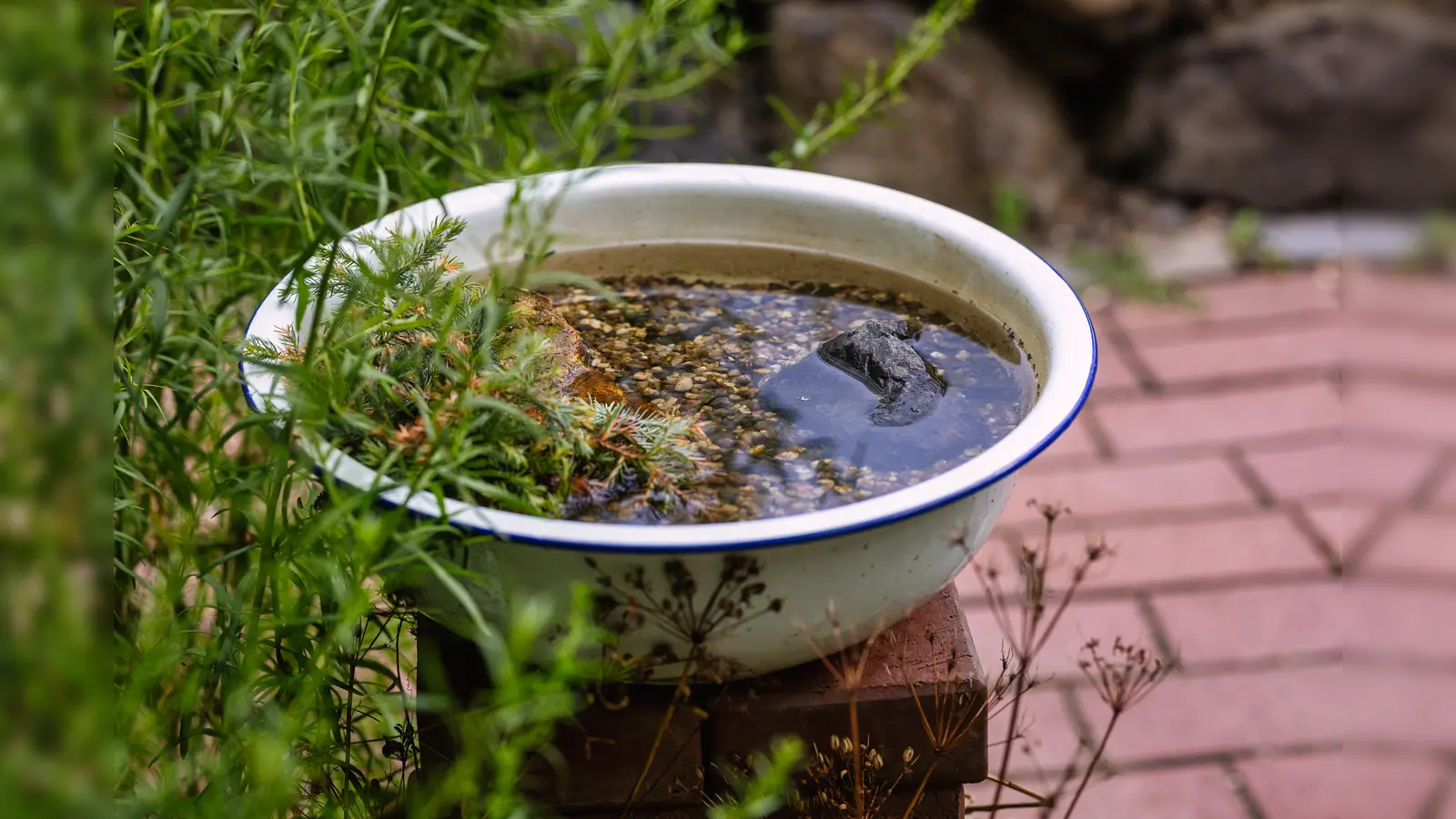 Wasserschale (Bild: Tanja Schedl)