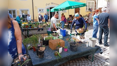 Sehr gut besucht war der Pflanzentauschtag des Obst- und Gartenbauverein Waldershof im Hinterhof des Alten Rathauses.  (Bild: Owald Zintl)