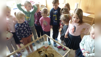 Kükenprojekt im Kiga Altendorf.  (Bild: Tanja Schlehuber)