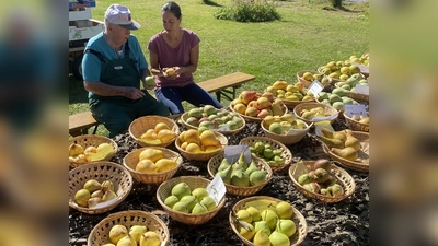 Obstsortenbestimmung mit den Pomologen Michael Altmann und Katharina Hage (Bild: Bildquelle: Katharina Hage)