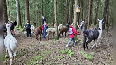 Unterwegs im Pirker Wald (Bild: Walther Piehler)