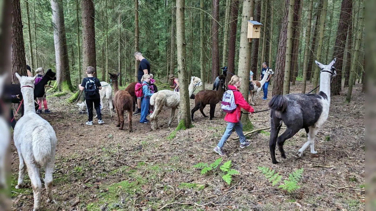 Unterwegs im Pirker Wald (Bild: Walther Piehler)
