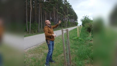 Der Kreisfachberater für Gartenbau Markus Kurz schaut sich den Baum sowie den Astaufbau insgeamt geanu an und gibt ihm mit dem wichtigen Pflanzschnitt Zukunft sowie seinem Besitzer später Freude. (Bild: Michael Götz)