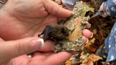 Die Kinder der Kindertagesstätte „Arche Noah” und die kleine Fledermaus. (Bild: Sabine Reuß-Winkler)