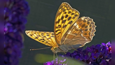 Geduld, Wissen um die Natur und eine passende Ausrüstung sind nötig, um eine solche Szenerie mit der Kamera einzufangen. (Bild: Josef Schell)