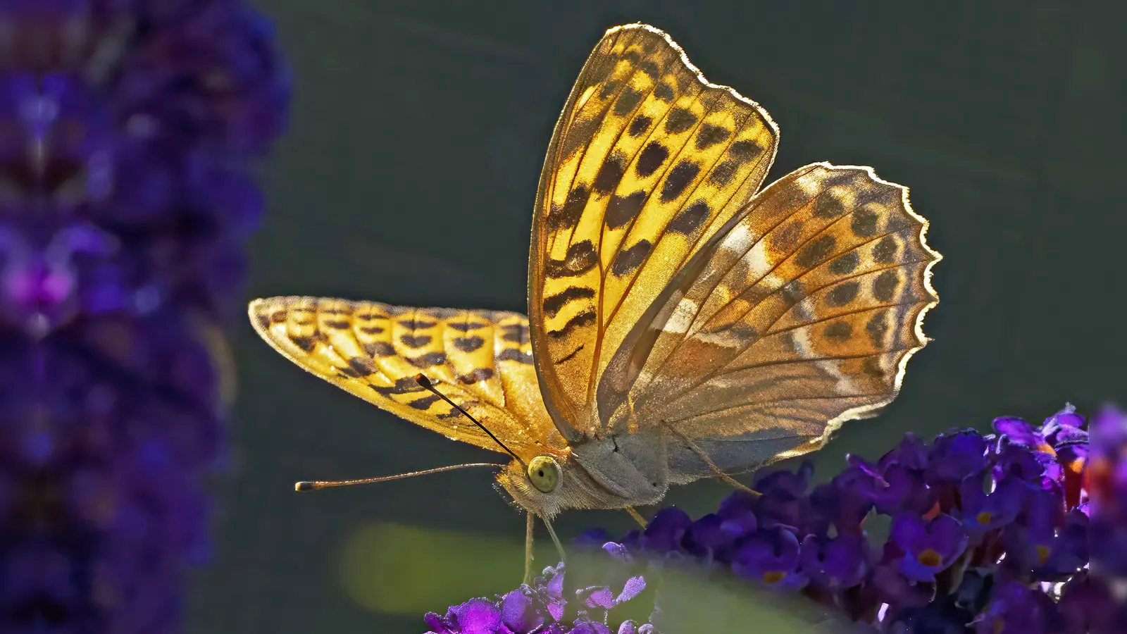 Geduld, Wissen um die Natur und eine passende Ausrüstung sind nötig, um eine solche Szenerie mit der Kamera einzufangen. (Bild: Josef Schell)