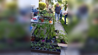 Pflanzentauschbörse beim Obst- und Gartenbauverein. (Bild: Cornelia Schanderl)