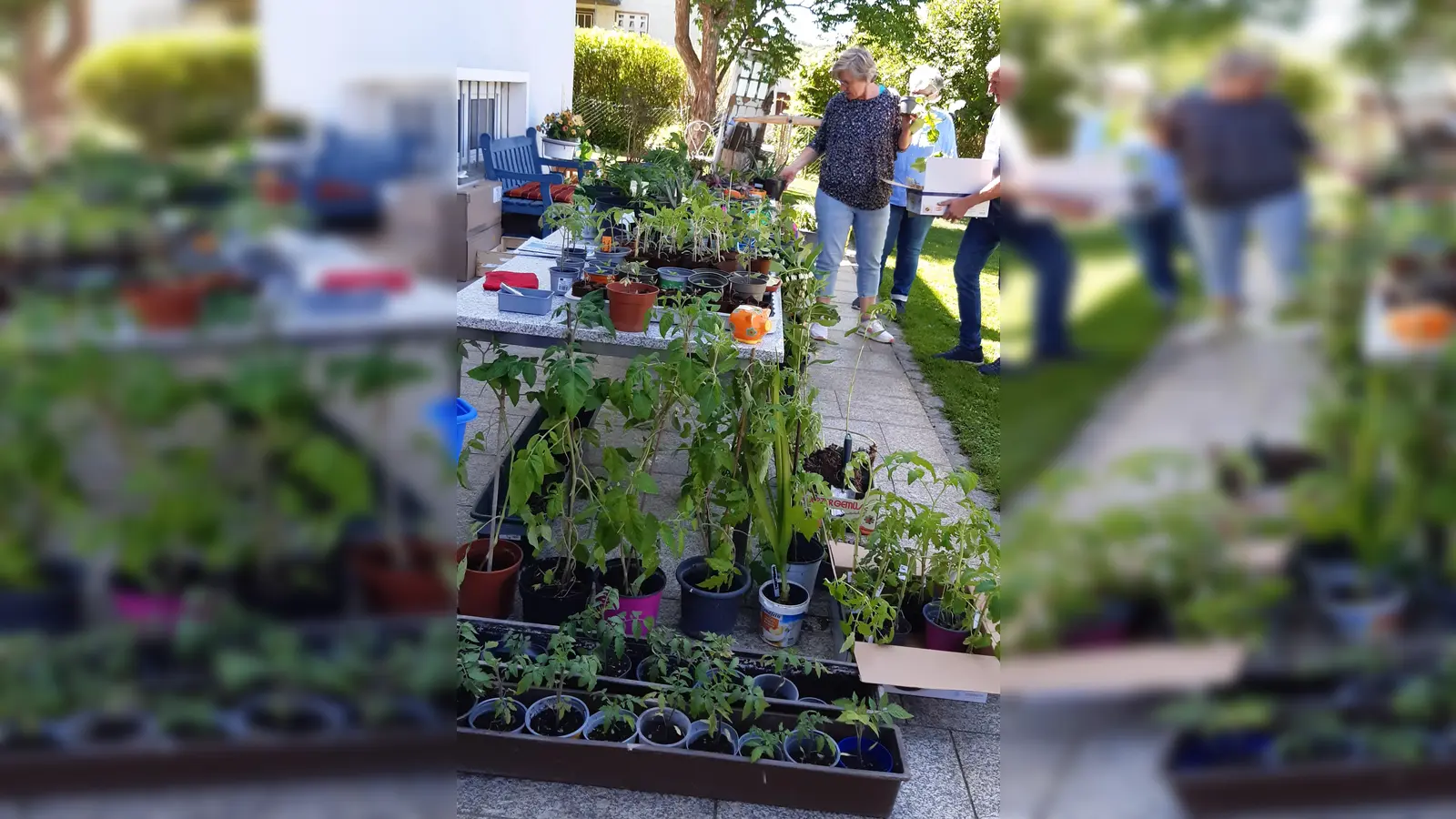 Pflanzentauschbörse beim Obst- und Gartenbauverein. (Bild: Cornelia Schanderl)