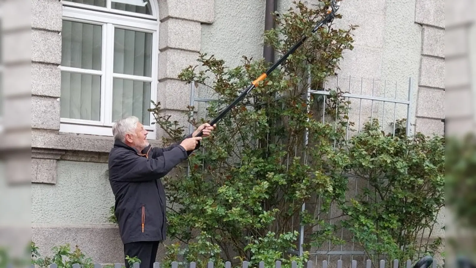 Rudolf Standfest beim Schneiden der Rosen. (Bild: Markus Fichtner)