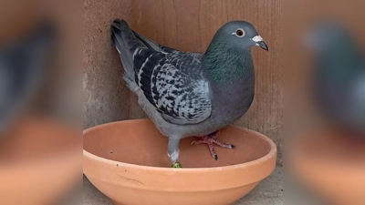 Die Siegertaube 02887-23-2174 von Albert Deubzer (Bild: Albert Deubzer)