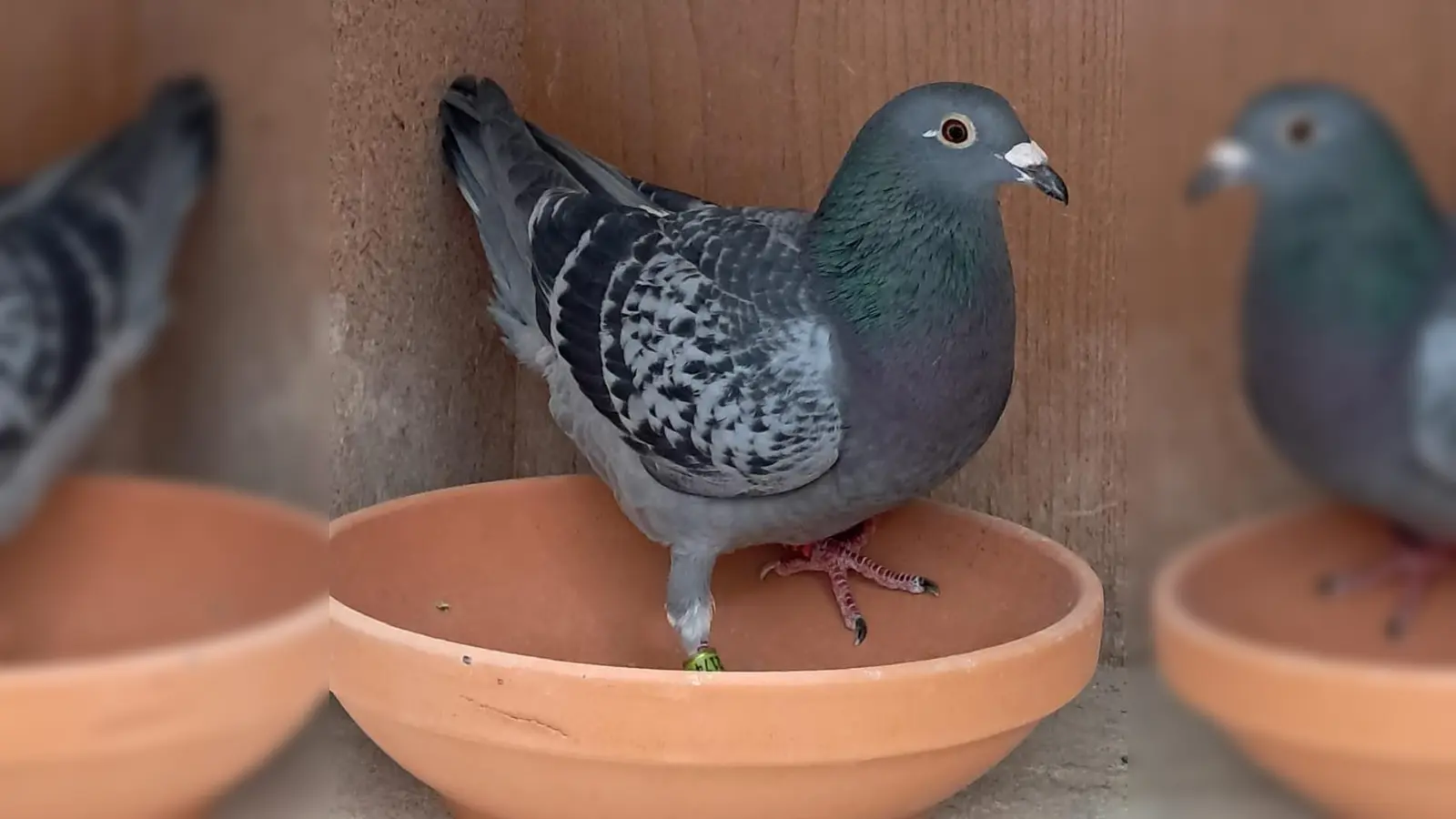 Die Siegertaube 02887-23-2174 von Albert Deubzer (Bild: Albert Deubzer)