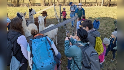 Die Alpakas freuten sich über den Besuch der kleinen Wanderer. (Bild: Kristin Hochmuth)
