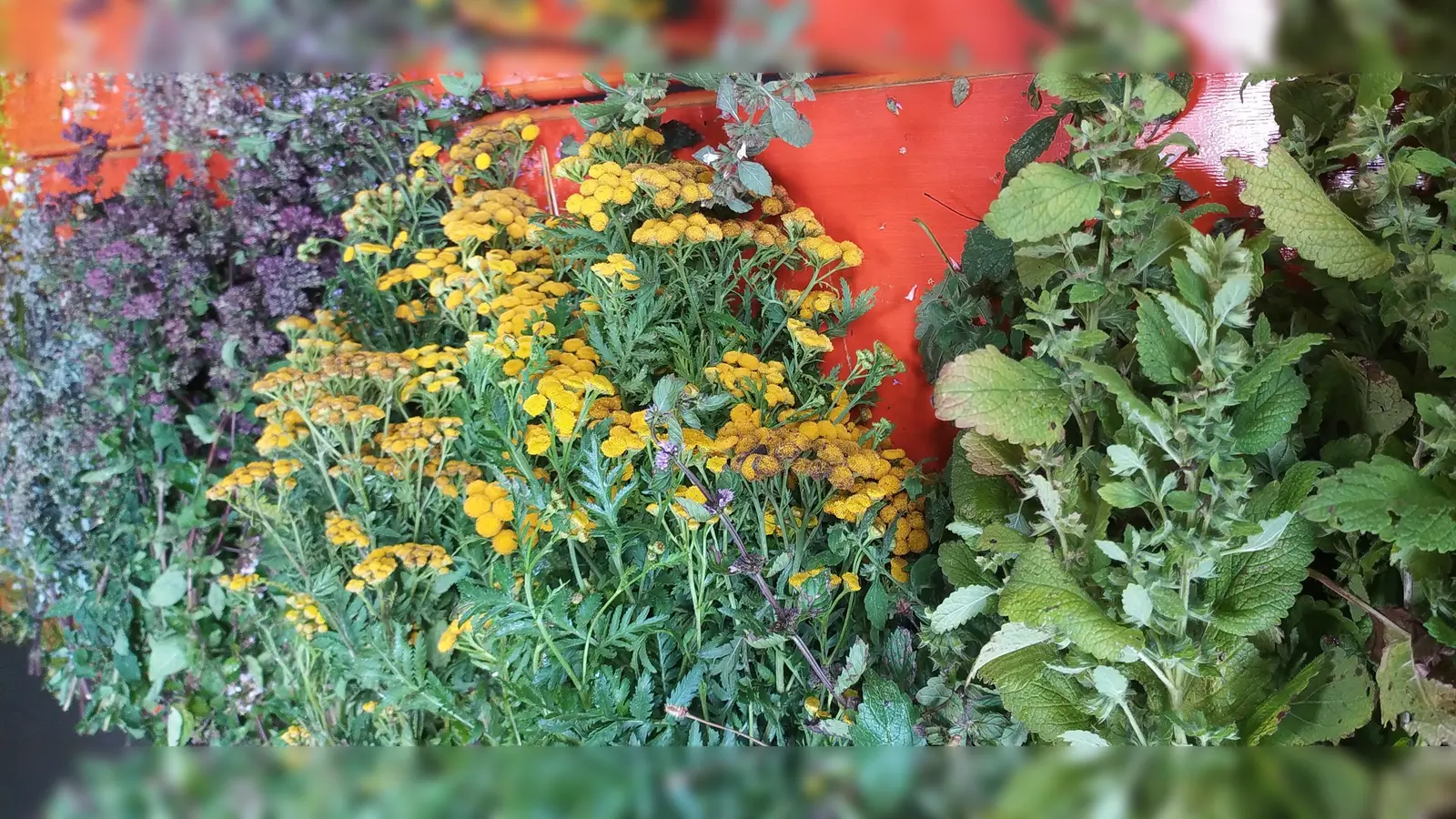 Gesammelte Kräuter für die Kräuterbuschen. (Bild: Ulrike Pfleger)