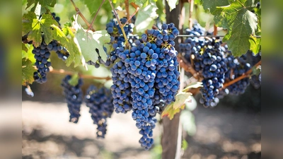 Weintrauben (Bild: Pixabay)