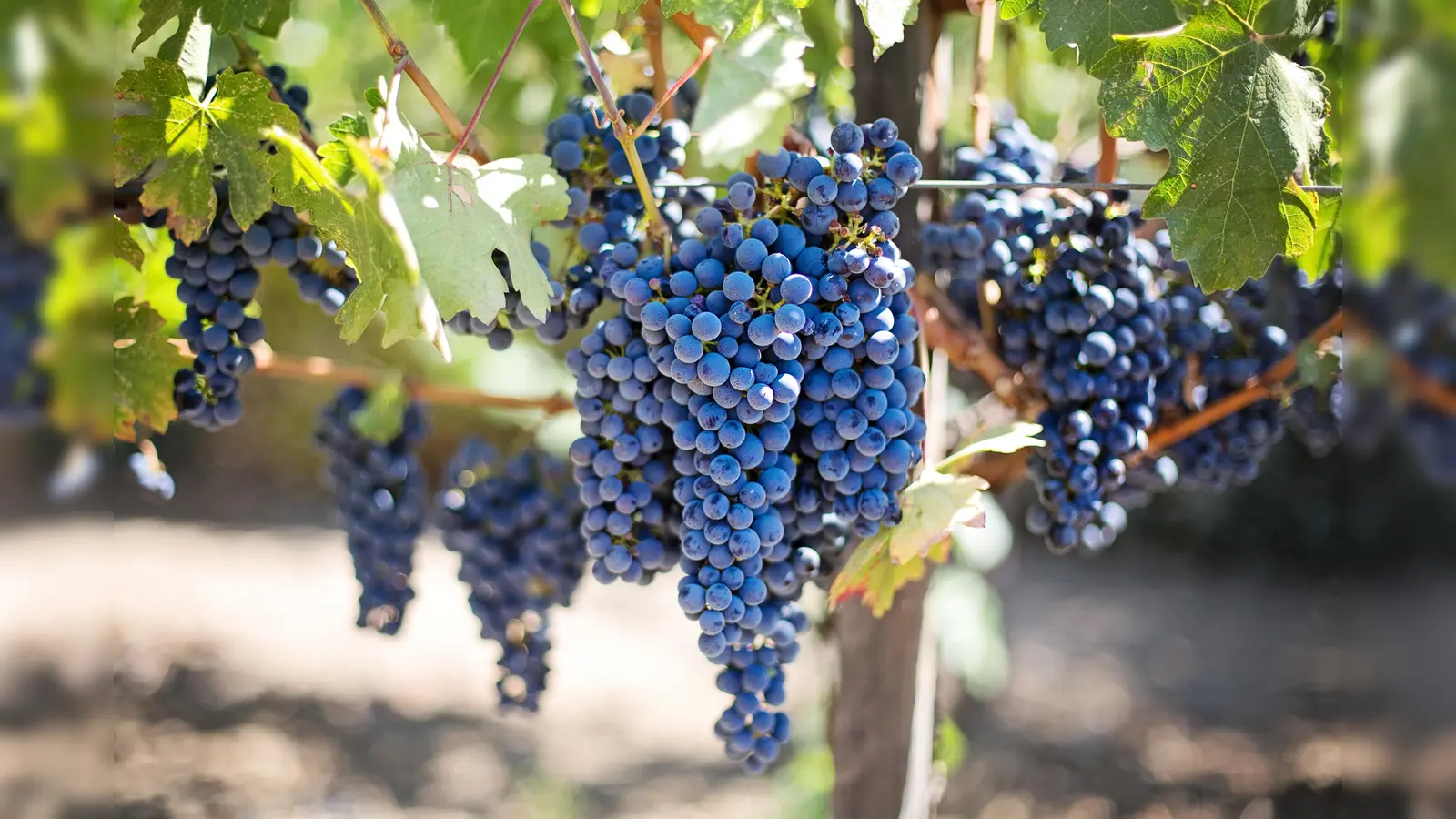 Weintrauben (Bild: Pixabay)