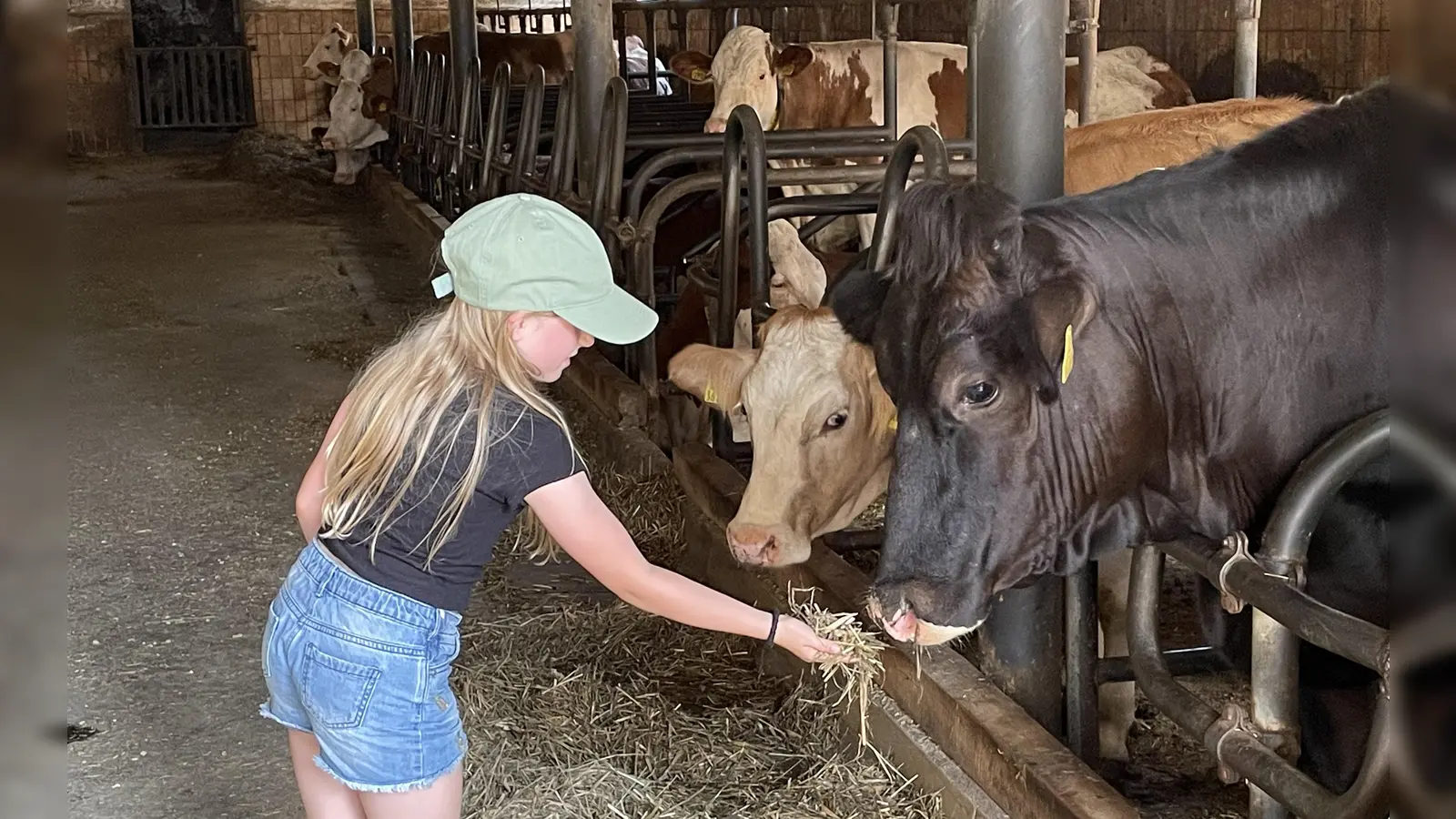 Spass beim Füttern der Kühe (Bild: Tanja Reichl)