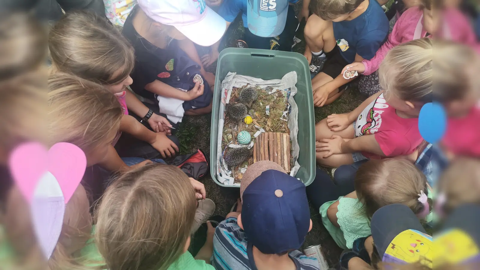 Die kleinen Igelbabys waren für die Kinder besonders interessant. (Bild: Annemarie Mösbauer)