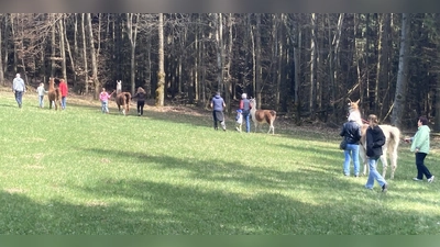 Lama-Wanderung rund um Ahornberg bei Bärnau (Bild: Gaby Narozny)