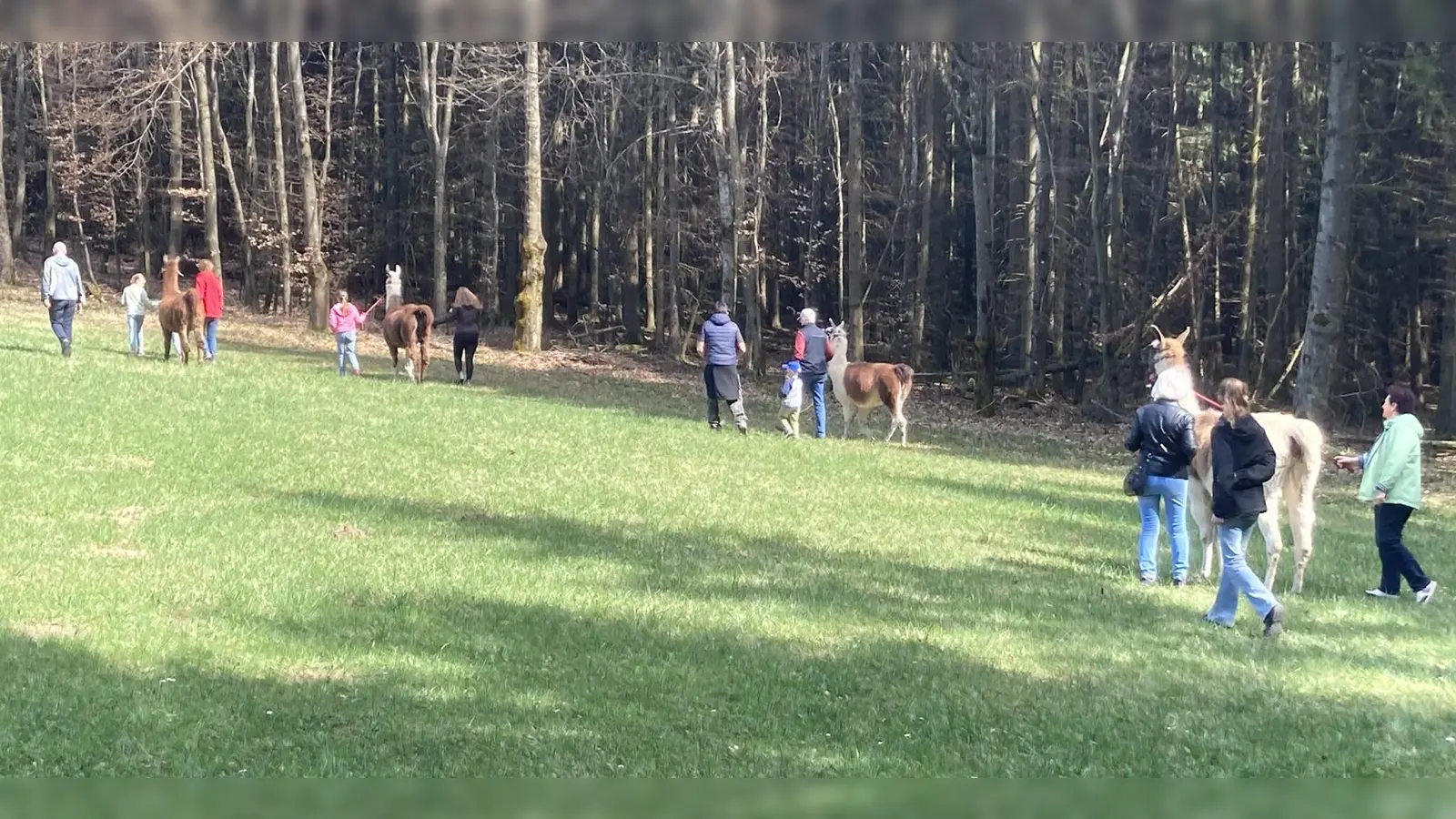 Lama-Wanderung rund um Ahornberg bei Bärnau (Bild: Gaby Narozny)