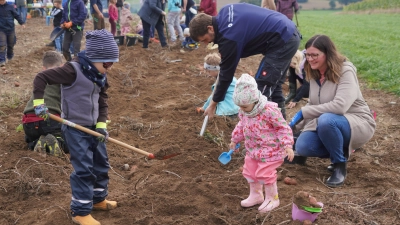 Kartoffeln wachsen in der Erde. Dies stellen Groß und Klein am Stefflbauernfeld in Frankenrieth fest (Bild: Franz Völkl)