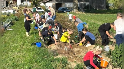 Viele fleißige Hände holen die Erdäpfl am Stefflbauernfeld in Frankenrieth aus der Erde. (Bild: Ulrike Simmerl)