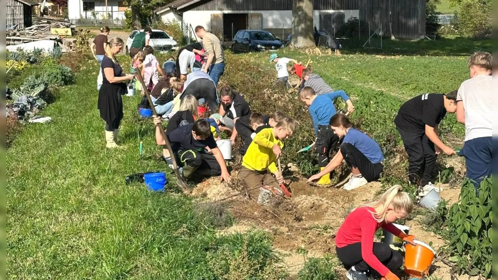 Viele fleißige Hände holen die Erdäpfl am Stefflbauernfeld in Frankenrieth aus der Erde. (Bild: Ulrike Simmerl)