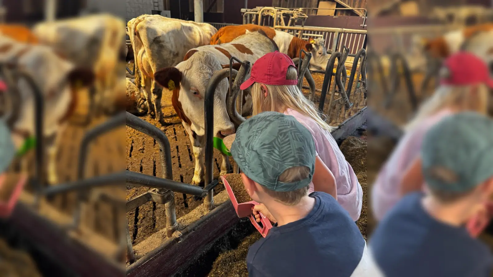 Die Kühe durften gefüttert werden (Bild: Jasmin Häckl )