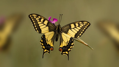 Der Schwalbenschwanz zählt zu den schönsten Tagfaltern. (Bild: Richard Nürnberger/exb)