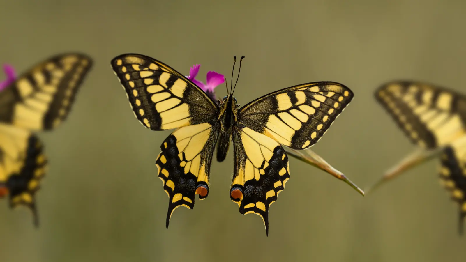 Der Schwalbenschwanz zählt zu den schönsten Tagfaltern. (Bild: Richard Nürnberger/exb)