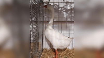 Höckergans weiß (Bild: Udo Hildebrand)