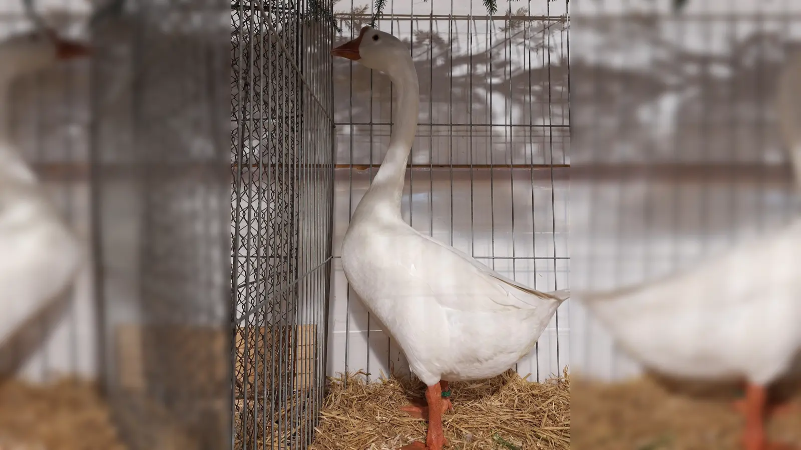 Höckergans weiß (Bild: Udo Hildebrand)