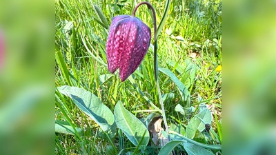 Eine prächtige Schachblumenblüte. (Bild: Anna Gottschalk)