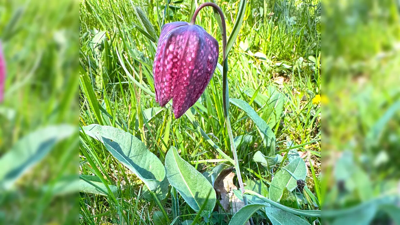 Eine prächtige Schachblumenblüte. (Bild: Anna Gottschalk)