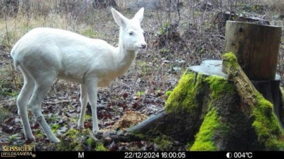 Zur Weihnachtszeit im Jahr 2024 gab es die ersten Sichtungen beim Auswerten einer Wildkamera. (Bild: Florian Forster)