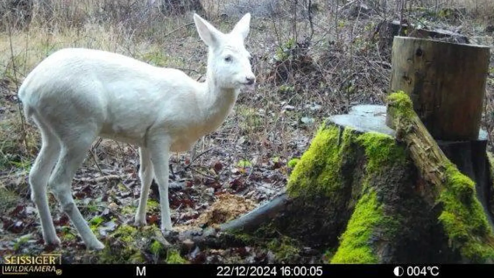 Zur Weihnachtszeit im Jahr 2024 gab es die ersten Sichtungen beim Auswerten einer Wildkamera. (Bild: Florian Forster)
