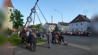 Ohne maschinelle Hilfe hievten rund 30 Burschen den Maibaum in die Senkrechte (Bild: Siegfried Bock)