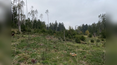 Eine Fläche, die binnen weniger Jahren fast komplett entwaldet wurde, in unserer Gegend keine Seltenheit mehr (Bild: Ernst Utz )