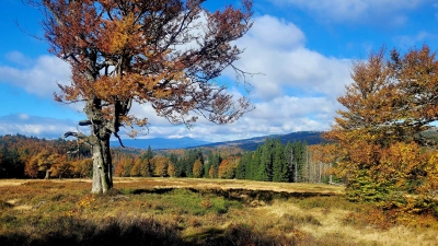 Bilderschau von Herrn Günter Moser. (Bild: Günter Moser)